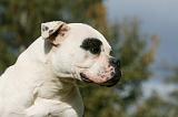 BOULEDOGUE AMERICAIN 302